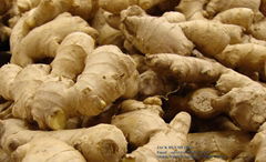 HIGH QUALITY VIETNAMESE ORGANIC FRESH GINGER