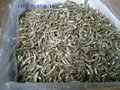 Dried Anchovy from Vietnam - Reasonable price & high quality     