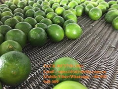 Green lemon  Fresh lemon seedless  Fresh fuit hight quality