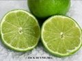  Green lemon  Fresh lemon seedless  Fresh fuit hight quality 2