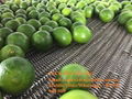 FRESH LIME, FRESH LEMON HIGH QUALITY FOR