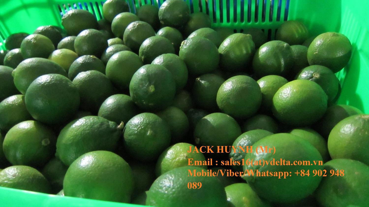  FRESH LIME, FRESH LEMON HIGH QUALITY FOR EXPORT 2018 2