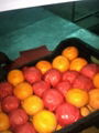 Fresh orange - Low Price - Finest quality - Egyptian Orange 2