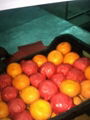 Fresh orange - Low Price - Finest quality - Egyptian Orange