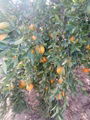 Fresh Mandarin  - Low Price - Finest quality - Egyptian Mandarin  