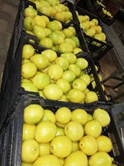 Fresh Lemon- Low Price - Finest quality - Egyptian Lemon