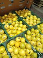 Fresh Lemon- Low Price - Finest quality - Egyptian Lemon