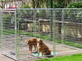 Dog Kennels 5