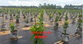 Factory direct sale of weeds, orchard
