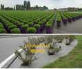 Herbicide, grass cloth and orchard with moisturizing cloth and gardening 5