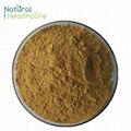 Milk Thistle Extract Silybin