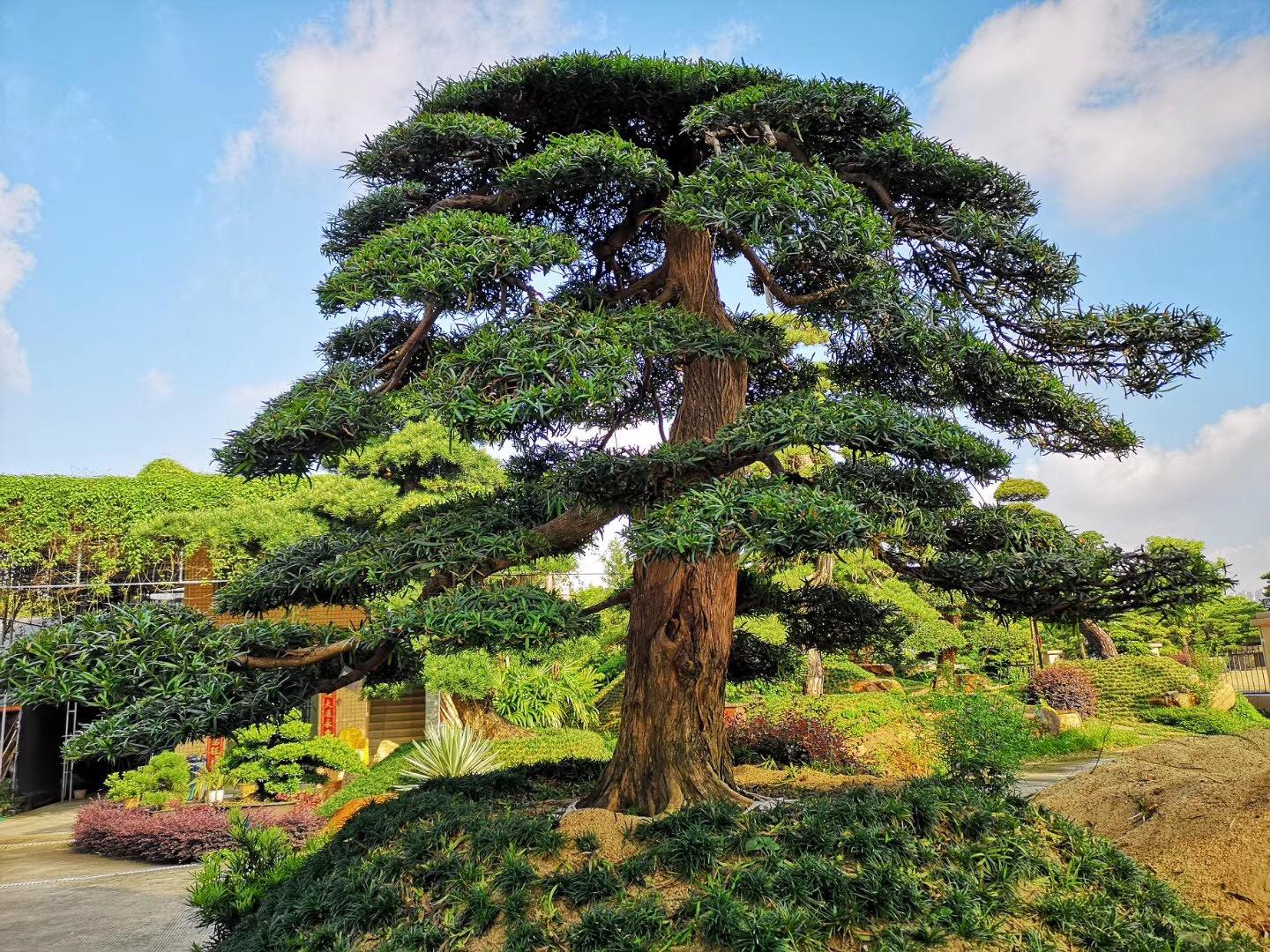 豪宅私家庭院中罗汉松