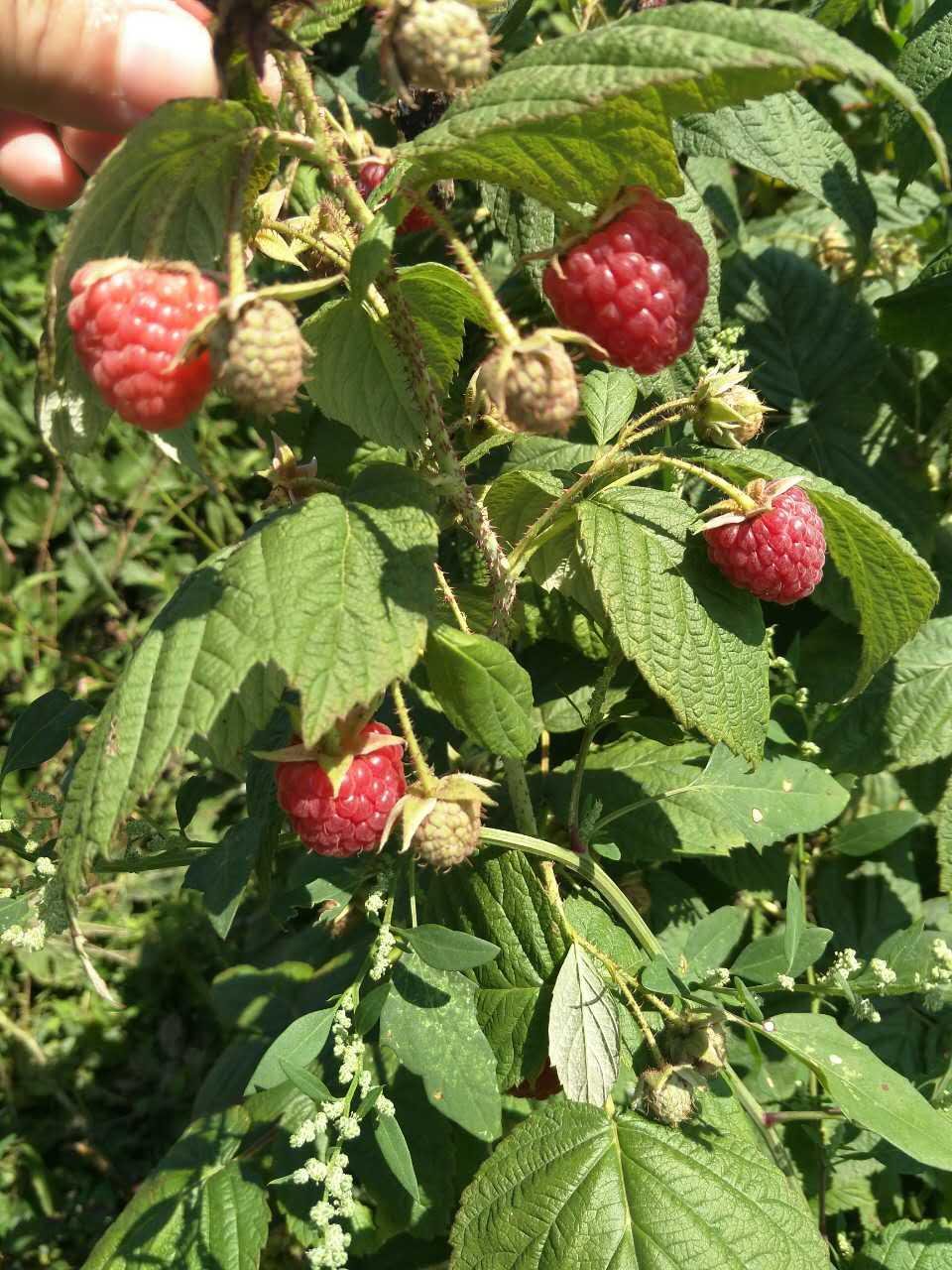 红树莓苗 鑫达农业 中国吉林省生产商 种子 种苗 农产品及物资产品 自助贸易