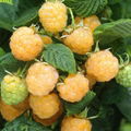 黃樹莓苗 1