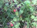黑树莓苗