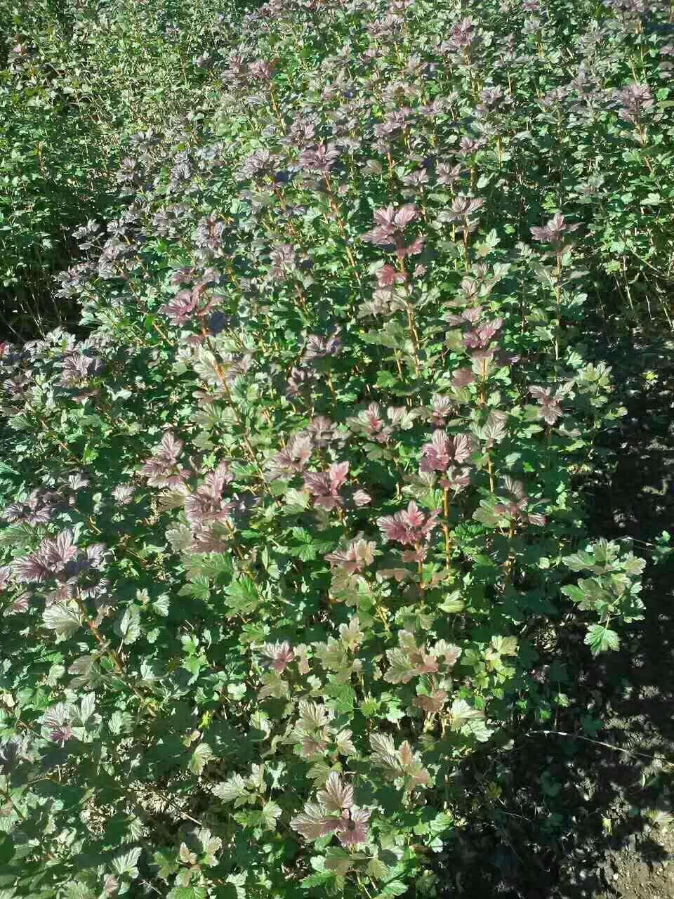 灯笼果苗 (中国 吉林省 生产商) - 种子,种苗 - 农产品及物资 产品