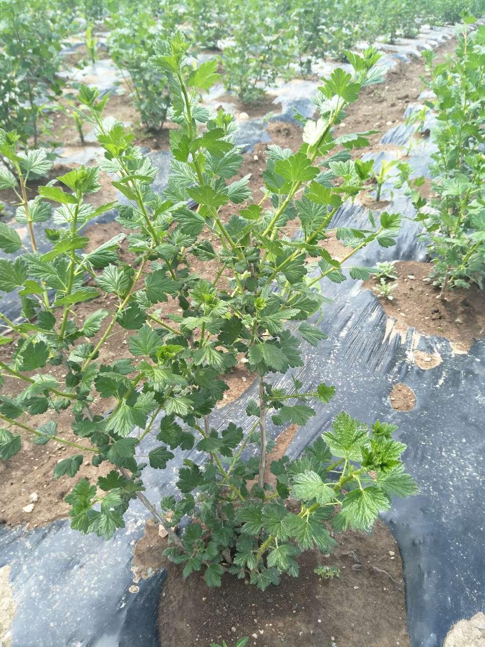 灯笼果苗 (中国 吉林省 生产商) - 种子,种苗 - 农产品及物资 产品