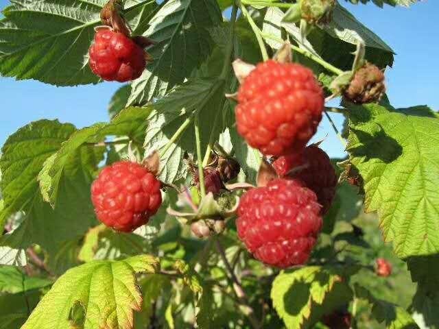 双季红树莓苗 2