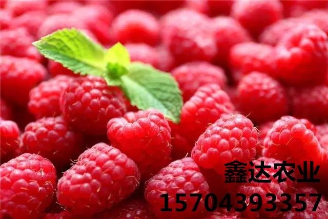 双季红树莓苗 4