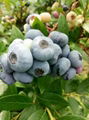 蓝莓苗 1