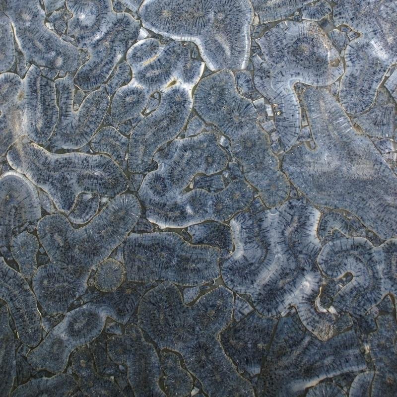 Blue coral slabs (China Manufacturer) Countertop & Vanity Top Slate, Marble, Granite & Stone