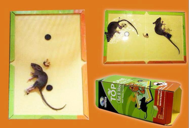 Hot Selling Yellow Sticky Glue Trap Rat Trap Disposable Mouse Trap 3