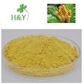 cell wall pine pollen powder