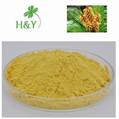 cell wall pine pollen powder