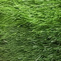 草坪地毯