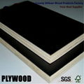 building materials cheap price film faced plywood  2