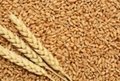 best quality grade spring and winter wheat grains