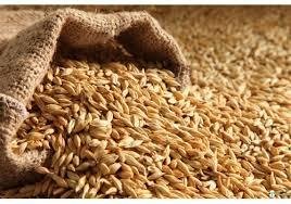 best quality grade spring and winter wheat grains 2