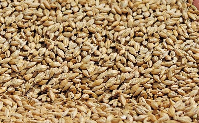 best quality grade barley grains for animals feeds