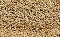 best quality grade barley grains for