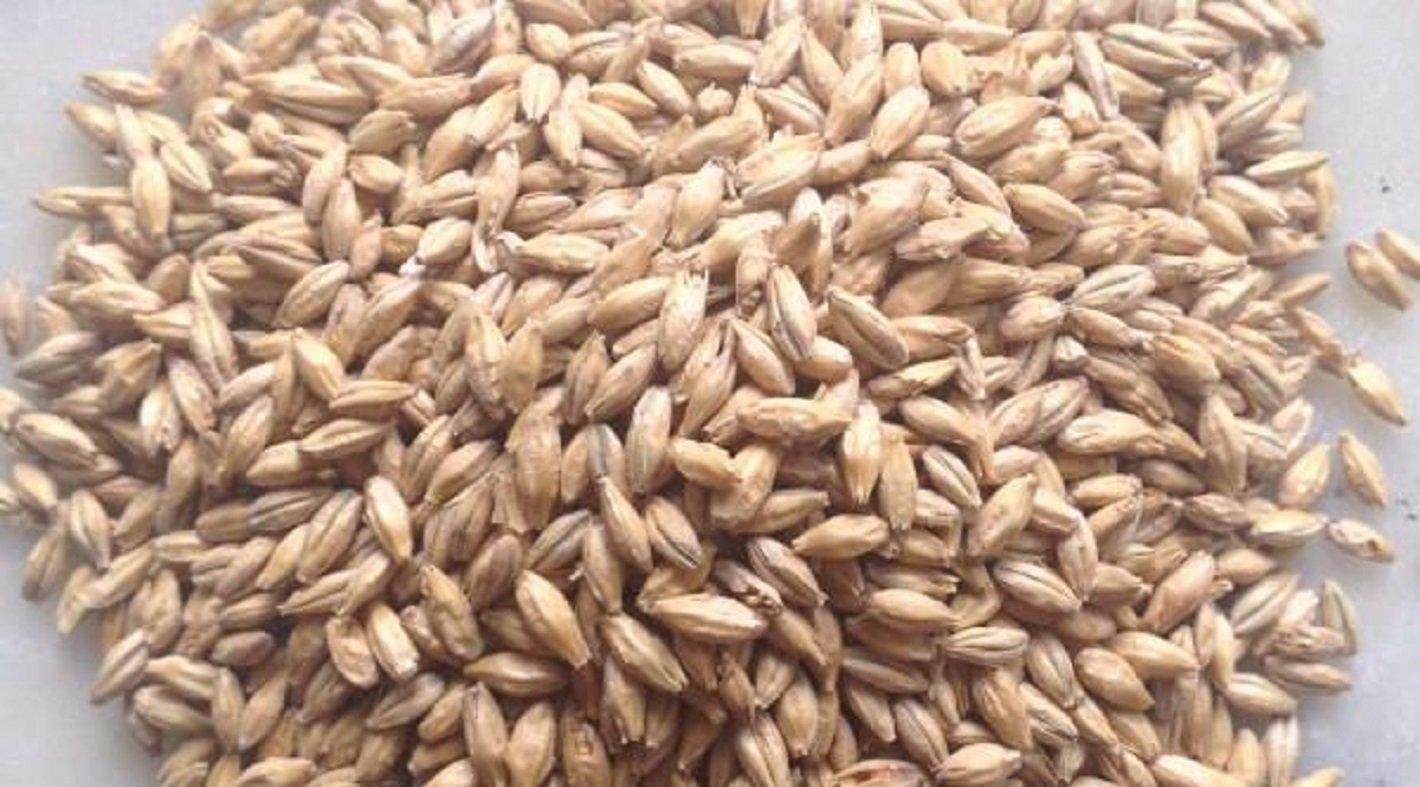 best quality grade barley grains for animals feeds 2