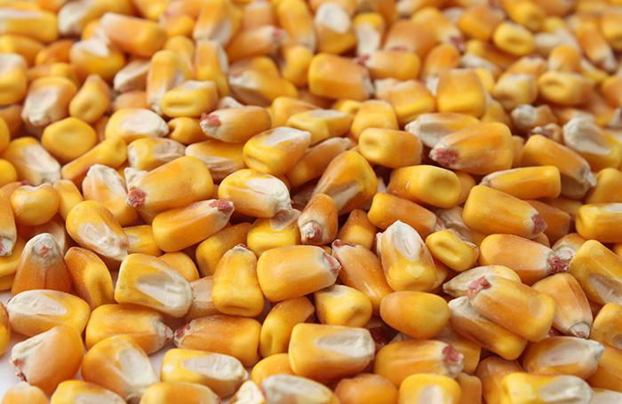 best quality grade yellow corn for animals feed