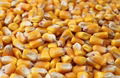 best quality grade yellow corn for