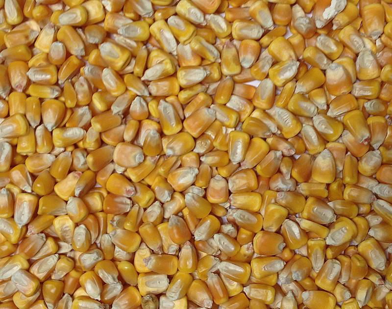 best quality grade yellow corn for animals feed 2