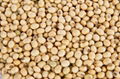 good  quality grade yellow soybeans for animals feed 1