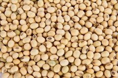 good  quality grade yellow soybeans for animals feed