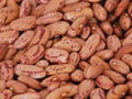 high quality grade kidney beans best