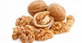 high quality grade walnuts whole sales