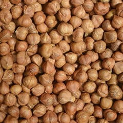 high quality grade hazelnut best price