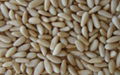 high quality grade pine nuts kernel low price 1