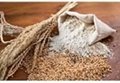 high quality grade wheat flour best price