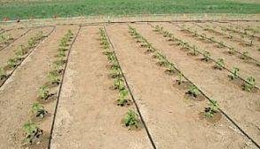 Agricultural Drip Irrigation System For Farm 500 SQM China factory manufa 2