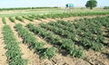 Agricultural Drip Irrigation System For Farm 500 SQM China factory manufa 3