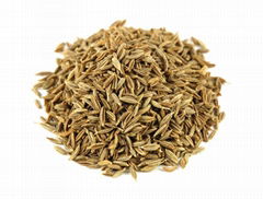 Cumin seed