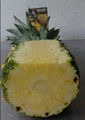 pineapple extra sweet (=MD2) 2