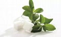 Stevia Powder 2